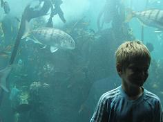 At the kelp forest in Cape Town Aquarium