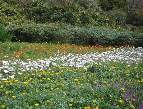 Wildflowers in Cape Town Botanical Gardens