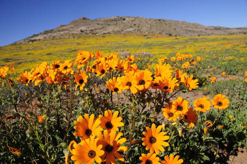 Cape Wildflowers in Namaqualand - ExpatCapeTown