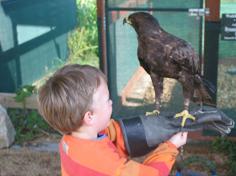 Child holding an eagle at Spier Eagle Encounter