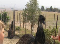 With kids at West Coast Ostrich Ranch