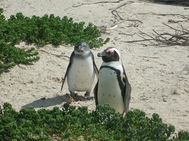 african_penguins