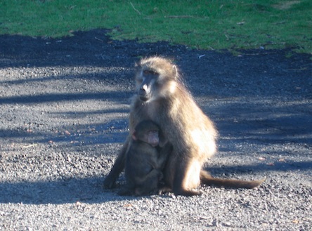 Baboon with baby on the road - ExpatCapeTown