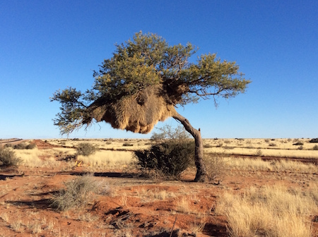 Huge Sociable Weavers' bird nest in the Northern Cape South Africa