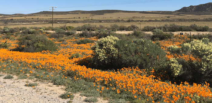 West coast wild flowers