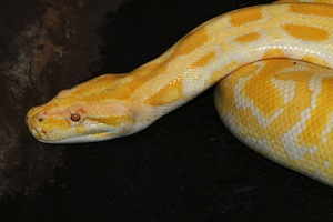 Cape Cobra