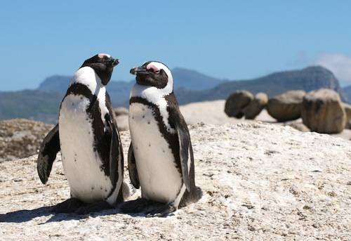 Cape Town Penguins at Boulders Beach