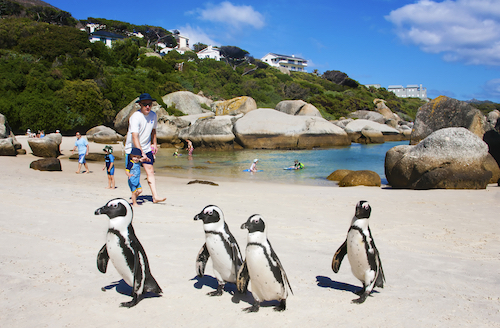 Boulders Beach by Andrea Willmore/Shutterstock.com