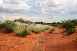 Kalahari Desert by Pieter Roos