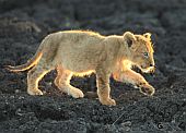 Nicky Silberbauer Safari Photo Golden Cub