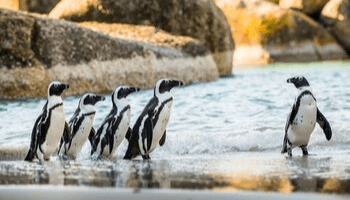 Cape Town penguins