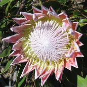 Protea in bloom