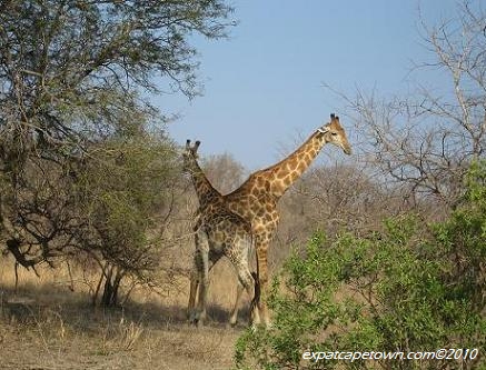 Giraffes at Krueger Park