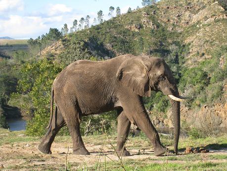 African Elefant