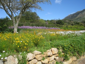 Cape Town Kirstenbosch Gardens in spring