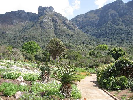 Kirstenbosch Botanical Gardens Cape Town