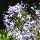 agapanthus africanus