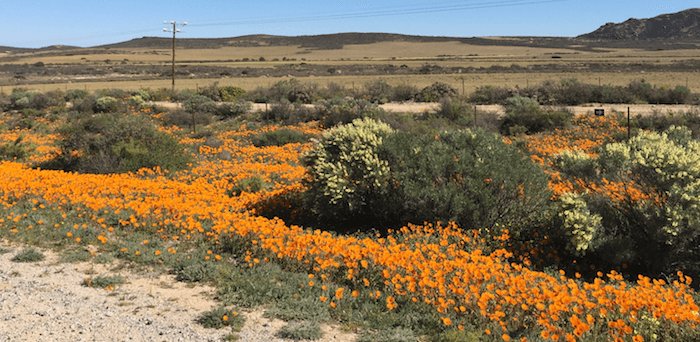 West coast wild flowers