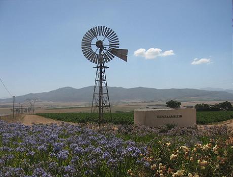 Magic Cape Winelands: Vineyards near Paarl