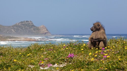 Cape of Good Hope with Baboon and Wildflowers - image by David Steele/Shutterstock