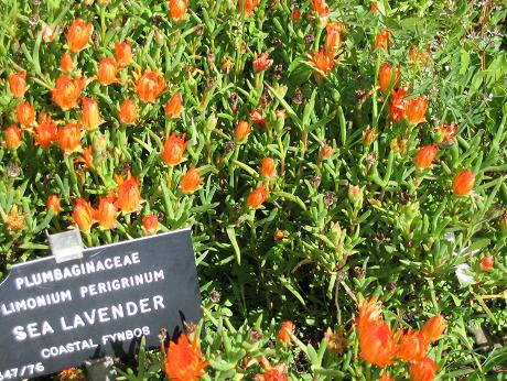 Fynbos Cape Town Kirstenbosch