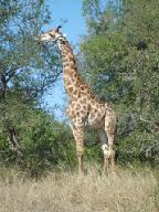 Giraffe in the Kruger Park. Picture by Kerryn du Plessis