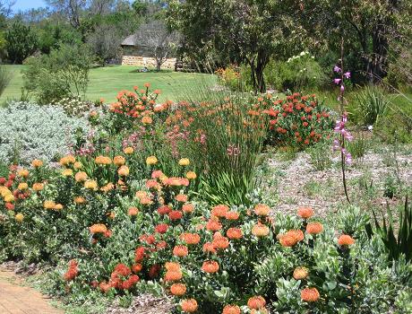 Proteas in Kirstenbosch Cape Town