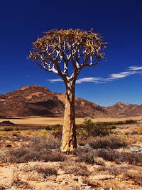 Kokerboom or Quiver Tree