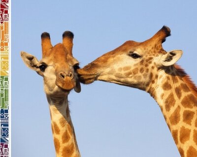 South Africa Giraffes kissing on cheek - South Africa facts