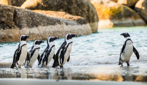 African penguins