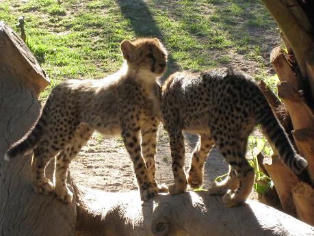 Young Cheetahs