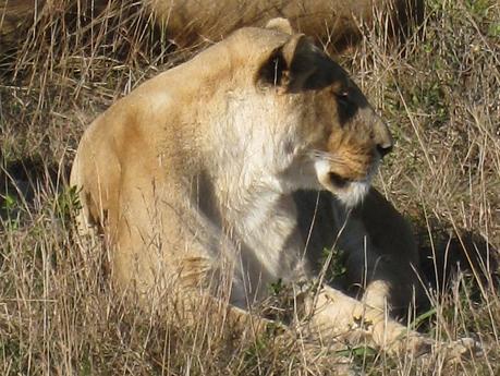 Resting Lioness