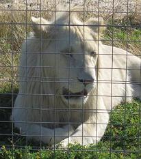 White Lion at Cape Town Lion Park